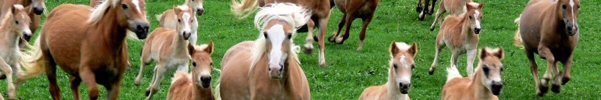 Haflinger iFokus