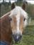Anneke